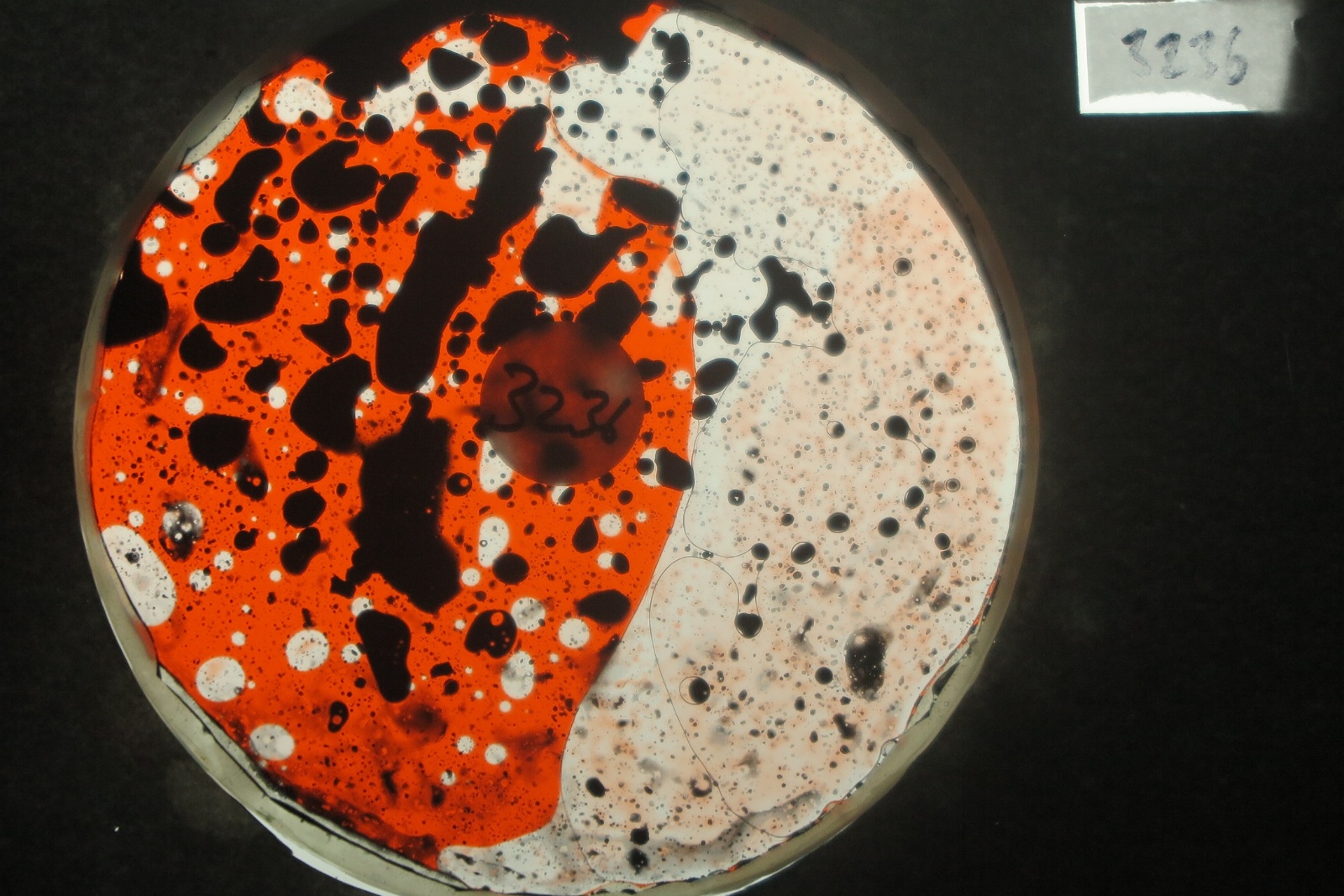 BV3236 bubble vision oil wheel